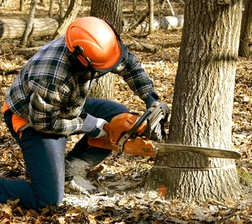 Tree Removal in Saint George, KS